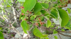 Amelanchier arborea arborea