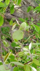 Amelanchier arborea arborea