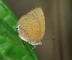 Arhopala epimuta