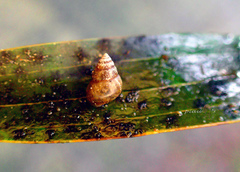 Solenomphala debilis