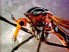 Clytocosmus edwardsi