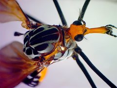 Clytocosmus edwardsi