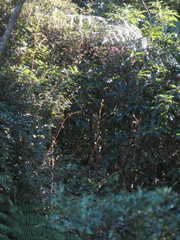 Elaeagnus reflexa