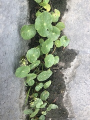 Hydrocotyle bonariensis