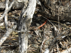 Vanzosaura rubricauda