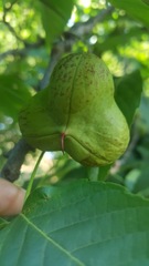 Ungnadia speciosa