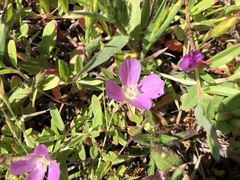 Clarkia prostrata