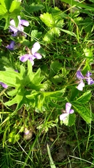 Viola sagittata