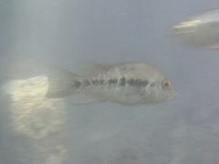 Herichthys pantostictus