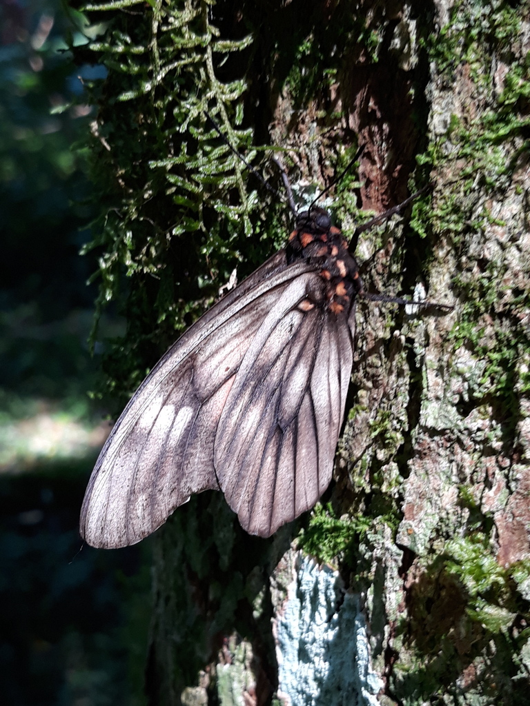 Penetes pamphanis