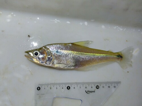 Glass dogtooth tetra (Galeocharax humeralis) — Characidae — 2
