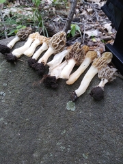 Morchella diminutiva
