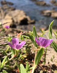 Clarkia prostrata