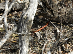 Vanzosaura rubricauda