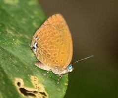 Arhopala hypomuta