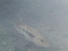 Herichthys pantostictus