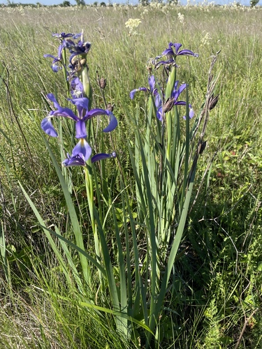 Image of Iris spuria by (c) Thomas Ebner, some rights reserved (CC BY)