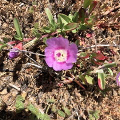Clarkia prostrata
