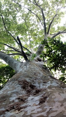 Platanus mexicana