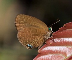 Arhopala muta