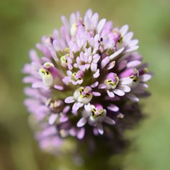 Castilleja densiflora