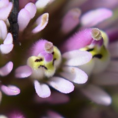 Castilleja densiflora
