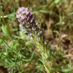 Castilleja densiflora