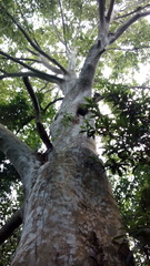 Platanus mexicana