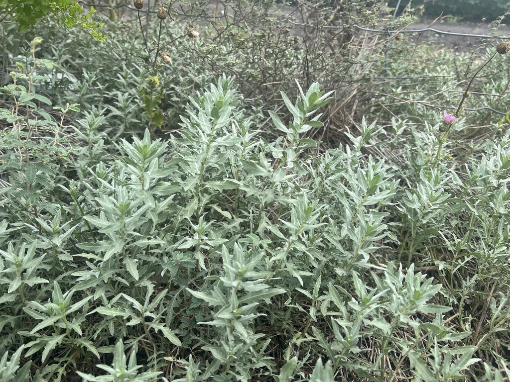 Ambrosia cheiranthifolia; photograph (c) Reid Hardin, some rights reserved (CC BY)
