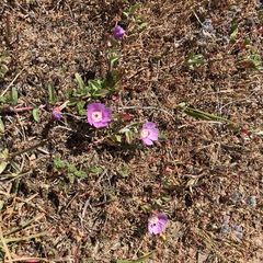 Clarkia prostrata