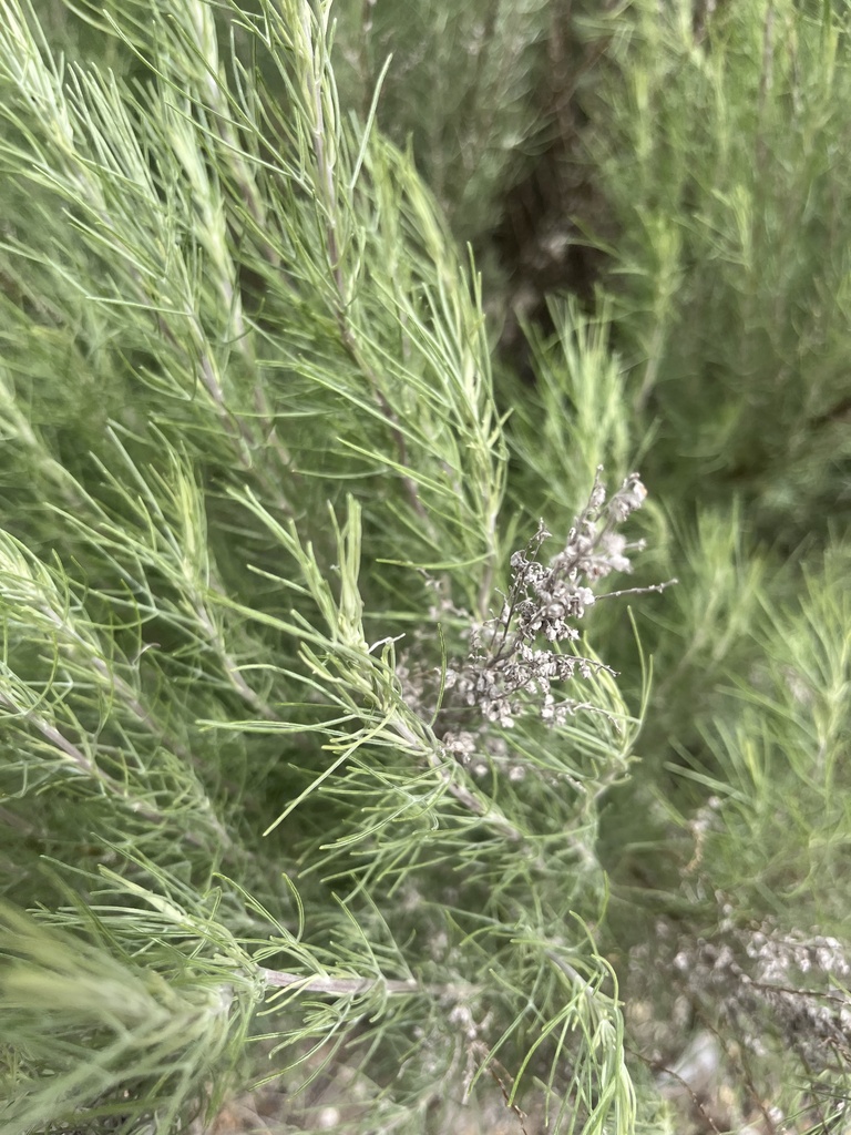 sand sagebrush from Oasis State Park, Portales, NM, US on May 10, 2024 ...