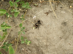 Traumatomutilla centralis