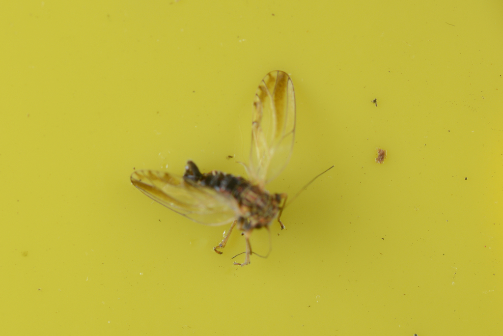 Psyllid