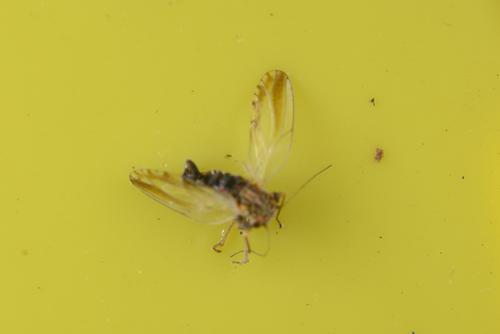 Psyllid