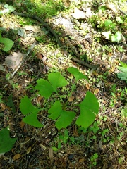 Ginkgo biloba