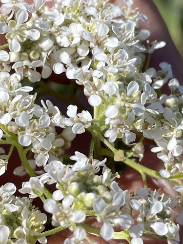 Image of Lepidium cartilagineum by (c) Thomas Ebner, some rights reserved (CC BY)