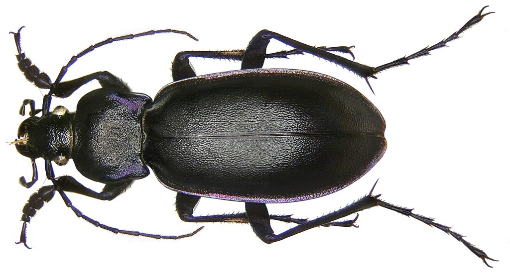 Violet ground beetle