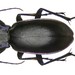 Violet Ground Beetle - Photo (c) Udo Schmidt, some rights reserved (CC BY-SA)