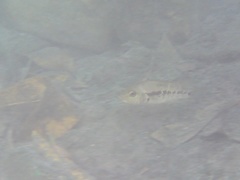 Herichthys pantostictus