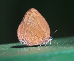 Arhopala sceva