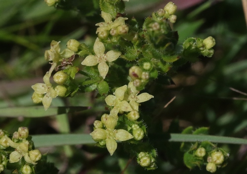 Galium californicum ssp. maritimum