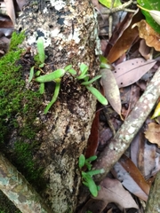 Pyrrosia linearifolia