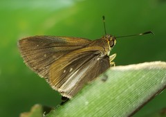 Cobalopsis nero