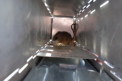 Peromyscus fraterculus