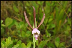 Cleistesiopsis oricamporum