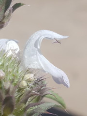 Monarda pectinata