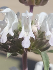 Monarda pectinata