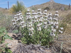 Monarda pectinata