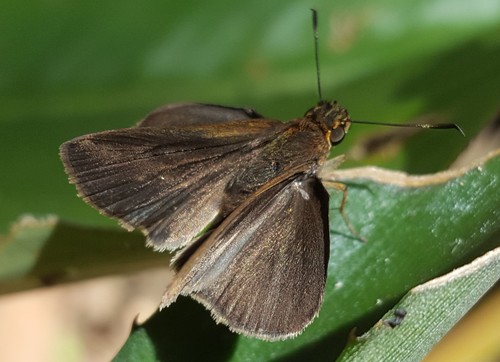 Nero Skipper
