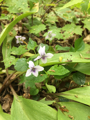 Viola rostrata